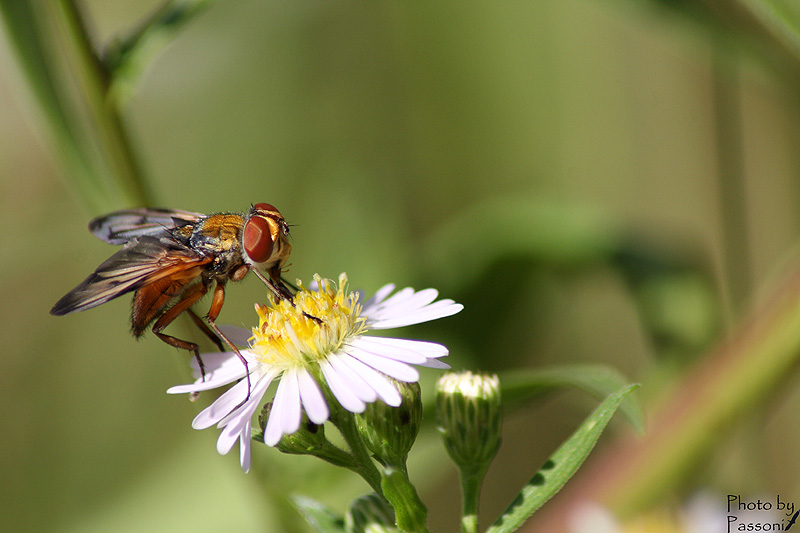 Ectophasia cf. oblonga (Tachinidae)